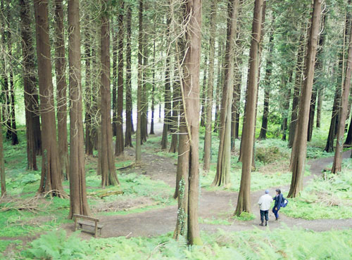 Reforestation in Ireland for recreational use