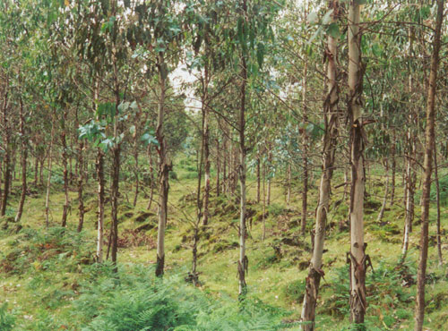 B-The high density planting of eucalyptus for large-scale biomass production used in the rehabilitation of a mine.